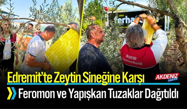 Edremit’te Zeytin Sineğine Karşı Yapışkan Tuzaklar Dağıtıldı