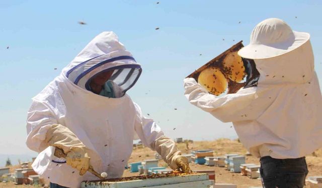 Erzincan’da arıcıların bal hasadı sürüyor