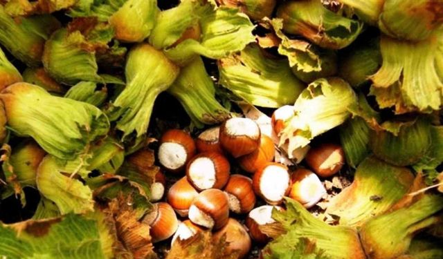 Erzincan’da İlk Kez Yetiştirdi, 1 Ton Ürün Bekliyor