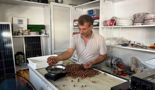 Fındık Rekoltesi Düştü, Fiyatlar Yükseldi