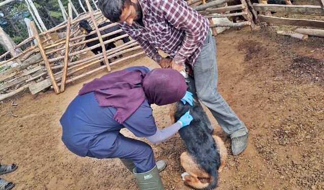 Kütahya'da Küçükbaş Hayvanlara Aşı Uygulaması