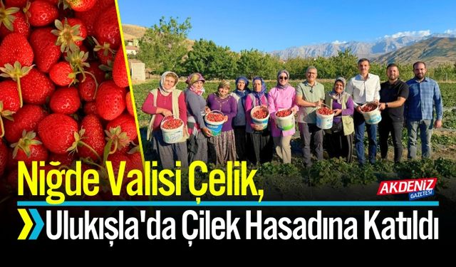 Niğde Valisi Çelik, Ulukışla'da Çilek Hasadına Katıldı