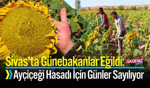 Sivas'ta Ayçiçeği Hasadı İçin Günler Sayılıyor