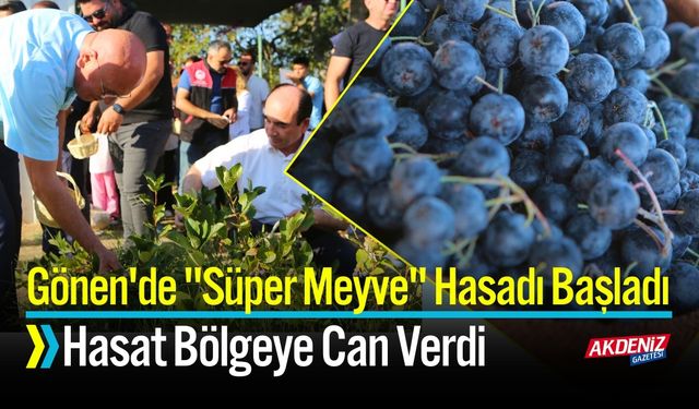 "Süper Meyve" Hasadı Başladı: Hasadı Bölgeye Can Verdi