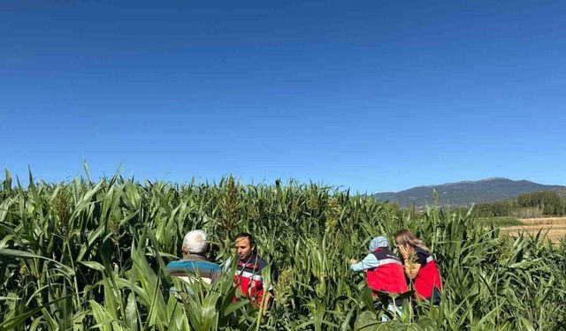 Simav'da Sorgum Sudan Otu Tarlalarında Hasat Kontrolü