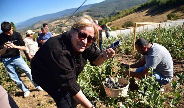 Sındırgı’da Aronya Hasat Şenliği coşkusu