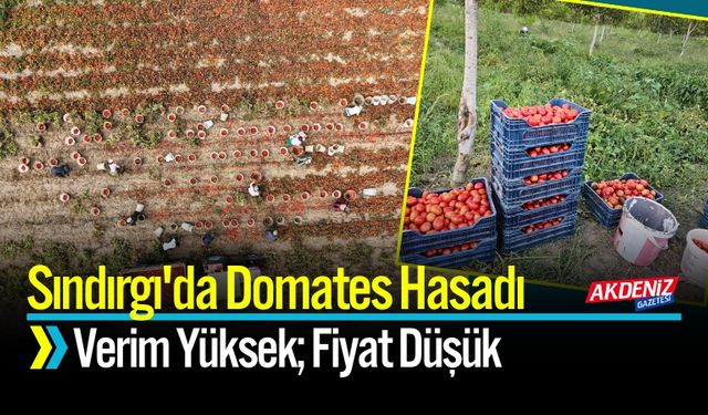 Sındırgı'da Domates Hasadı Başladı: Verim Yüksek