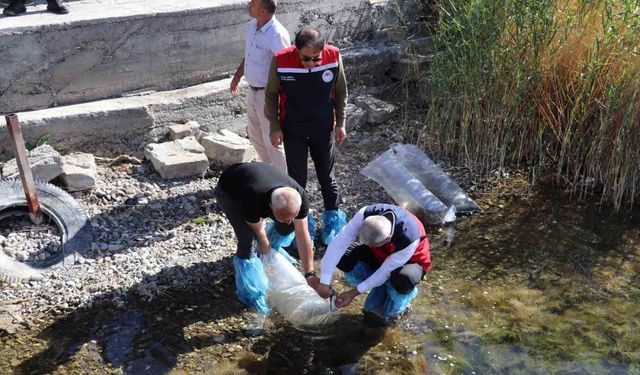 Sivas’taki göller yavru balıklarla buluştu