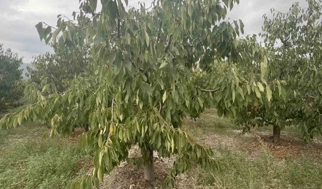 Kiraz ürün vermedi, 5 milyon dolarlık kayıp yaşandı