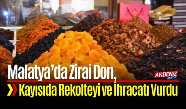 Zirai Don, Kayısıda Hem Rekolteyi Hem İhracatı Vurdu