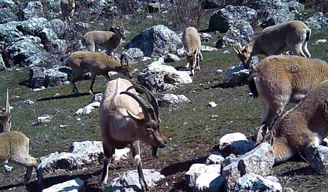 Yaban keçisi sürüsü fotokapanla görüntülendi