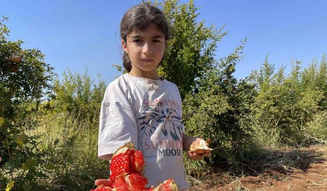 AB Tescilli Suruç Narı'nda Hasat Coşkusu