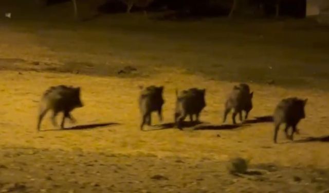 Aç Kalan Domuz Sürüsü Yerleşim Yerine İndi!