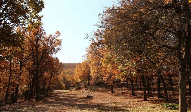 Afyonkarahisar’da Doğanın Sonbahar Büyüsü