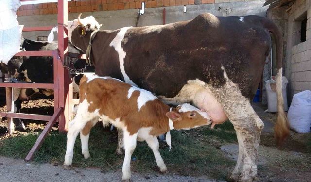 Annesiyle Duygulandıran Kavuşma Anı Yaşandı
