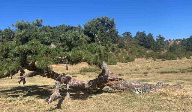 Asırlık çamın yaşam mücadelesi devam ediyor