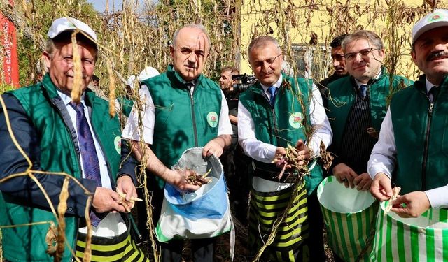 Coğrafi İşaretli Akkuş Şeker Fasulyesi'nde 5. Hasat Coşkusu