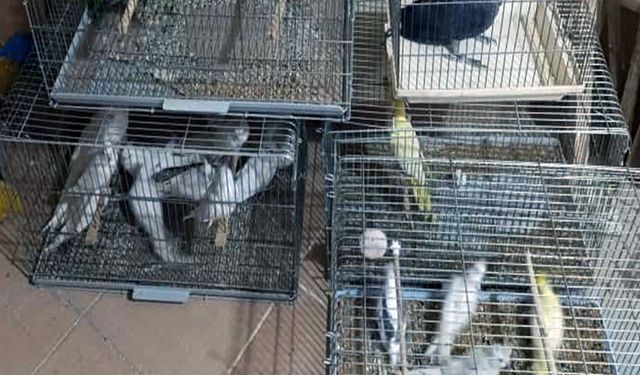 Çorlu'da Egzotik Kuşlara Yasadışı Üretim Baskını