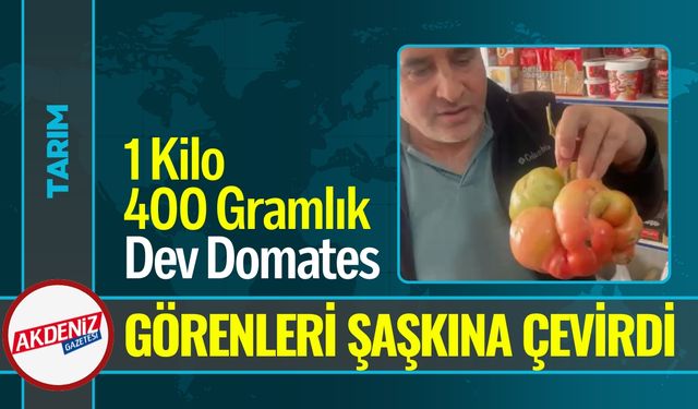1 Kilo 400 Gramlık Dev Domates Görenleri Şaşkına Çevirdi