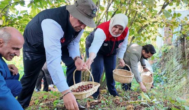 Düzce’de Kestane Hasadı Başladı: Üretim 794 Tonu Aştı