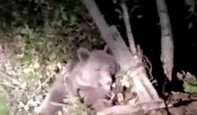 Düzce'de 'Tel Kapan'a Sıkışan Ayı Kurtarıldı