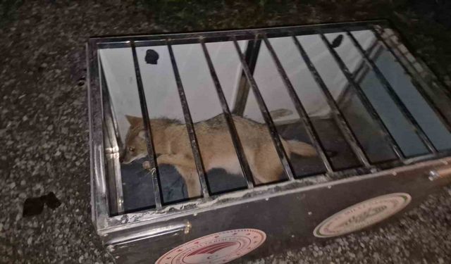 Çarptıkları tilkinin başından ayrılmadılar