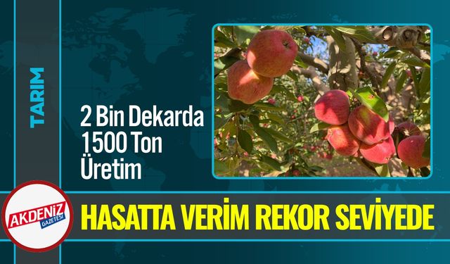 Elma Hasadı Başladı: Bereketli Sezon Üreticiyi Sevindirdi