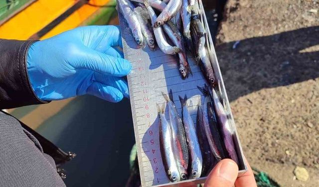 Ereğli'de 3 Günde Bin Tondan Fazla Balık Karaya Çıktı