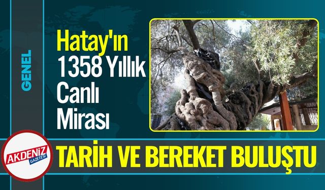 Hatay'ın 1358 Yıllık Tarihi Canlı Mirası: Anıt Ağaçtan Hasat