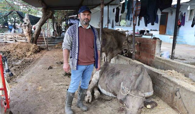 İmamköy Deresi Taştı, Hayvanlar Sele Kapıldı!