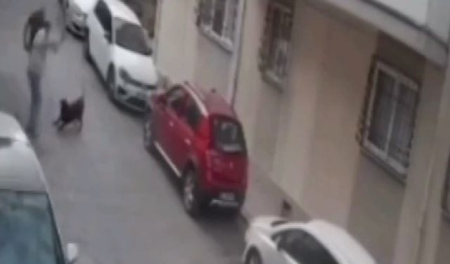 İzmir’de yanına yaklaşan köpeğe kemerli şiddet