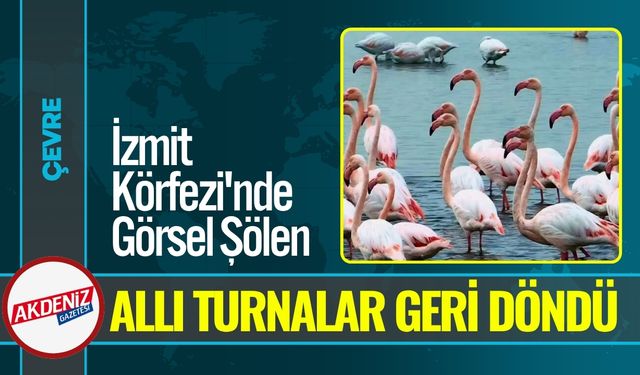 İzmit Körfezi'nde Görsel Şölen: Allı Turnalar Geri Döndü