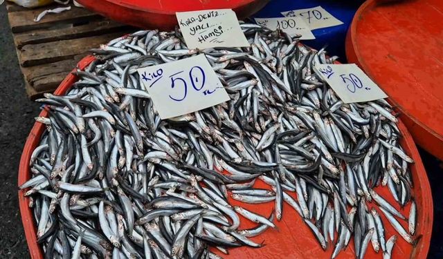 Karadeniz Hamsisi Tüketiciyi Sevindirdi