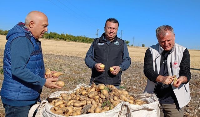 Konya Beyşehir’de Patates Hasadı; Üretici Memnun