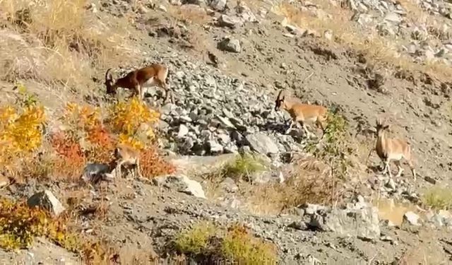 Koruma Altındaki Dağ Keçileri Sürü Halinde Görüntülendi!