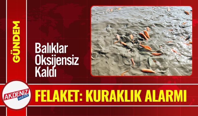 Siirt’te Göl Alarm Veriyor: Binlerce Balık Telef Oldu