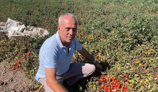 Londra’da kazandıklarıyla memleketine toprak yatırımı yaptı