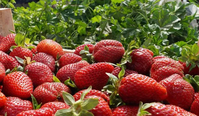 Bu 7 meyveyi mutlaka tüketin: Kalbin yükü hafifliyor