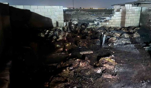 Niğde’de ahır yangını: 170 koyun telef oldu