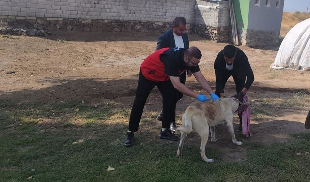 Patnos'ta Sahipli Köpeklere Mikroçip ve Kuduz Aşısı
