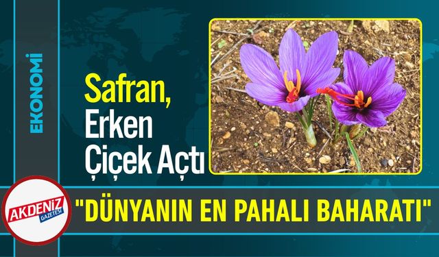 Dünyanın en pahalı baharatı "Safran"