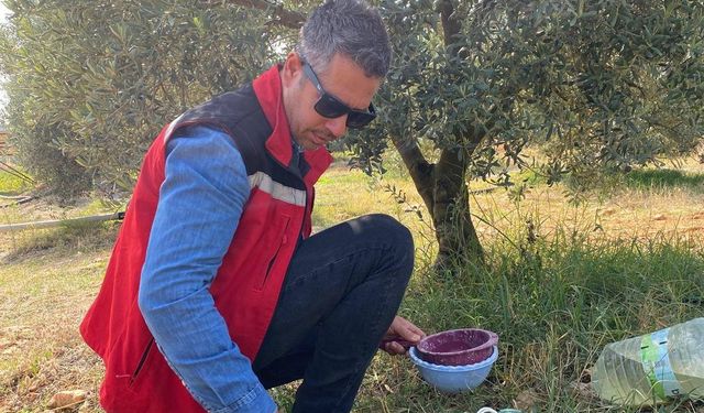 Salihli Zeytin Üreticisine Zeytin Sineği İçin Kritik Uyarı