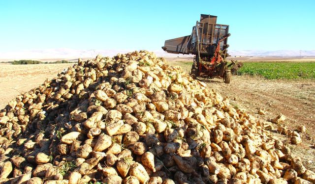 Kahramanmaraş’ta Üreticiler Şeker Pancarı Hasadına Başladı