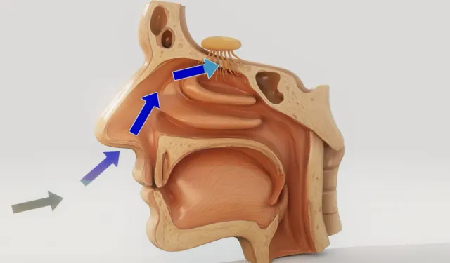 Sinüzitin nedenleri ve korunma yolları
