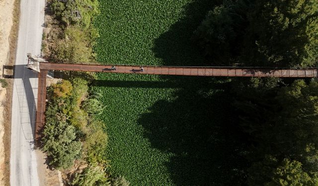 İstilacı Su Sümbülleri, Asi Nehri'nde Görsel Şölen Sunuyor