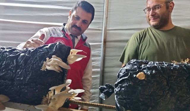 İstiridye Mantarı Üreticilerine Denetim