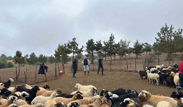 Tokat’ta Küçükbaş Hayvancılık Eğitimi Sürüyor