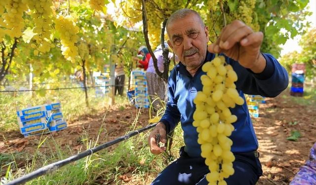 Üzümcüler Zorda: Fiyatlar Maliyeti Kurtarmıyor