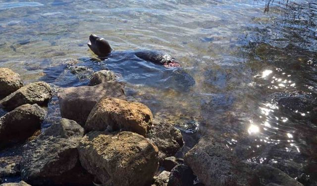 Yaralanan Akdeniz yavru keşiş foku öldü
