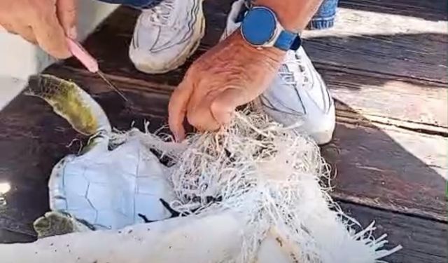 Yavru Kaplumbağanın Hayatını Çuval Tehlikesi Sardı!